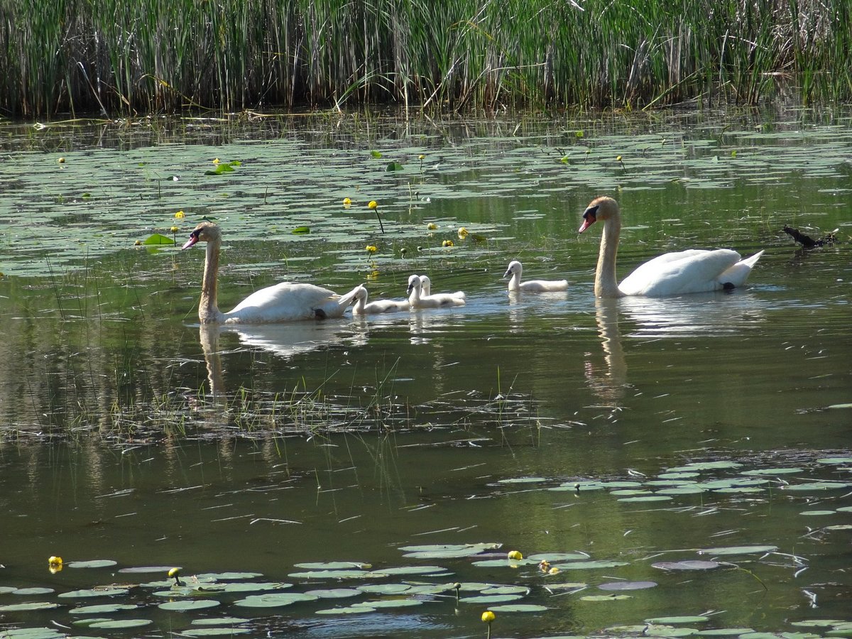swans